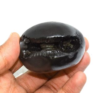 Laxmi Narayan Shaligram