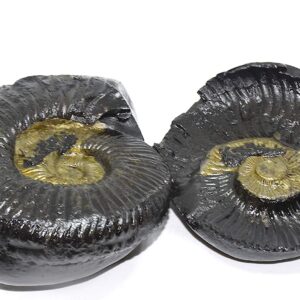 Natural Shaligram Stone