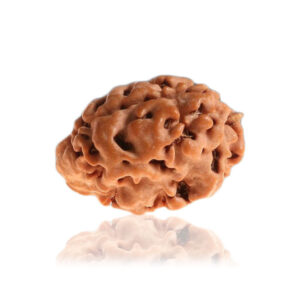 Rudraworld - 01 Mukhi / Faced Himalayan Rudraksha