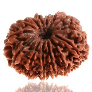 Rudraworld - 14 Faced Natural Nepali Rudraksha Beads