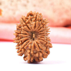 Rudraworld - 15 Faced Natural Nepali Rudraksha Beads