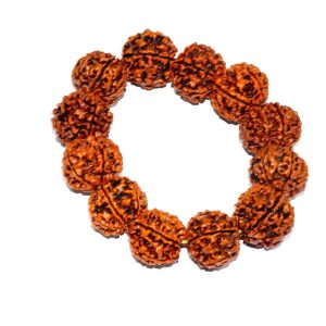 Rudraworld - 6 Mukhi Rudraksh Bracelet