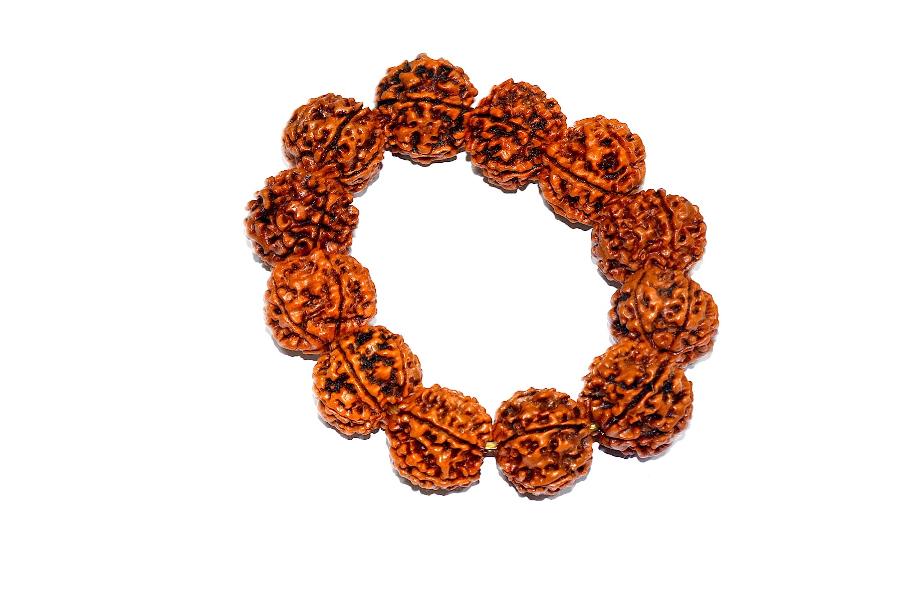 Rudraworld - 6 Mukhi Rudraksh Bracelet
