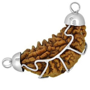 Rudraworld - One Mukhi / Faced Half Moon Rudraksha