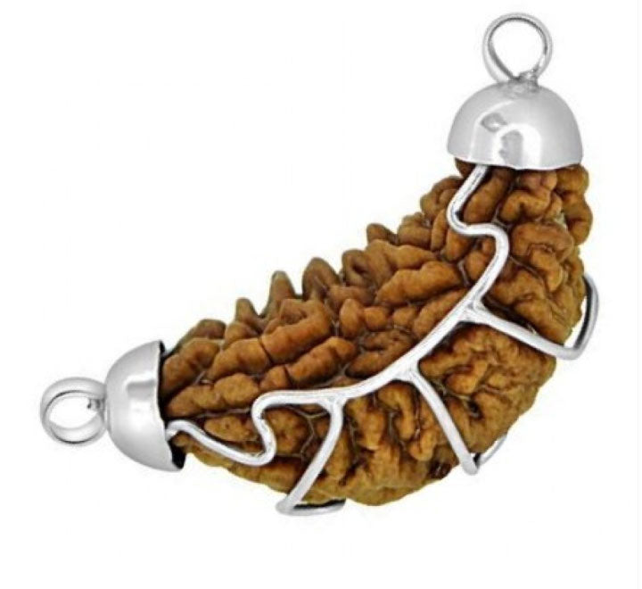 Rudraworld - One Mukhi / Faced Half Moon Rudraksha
